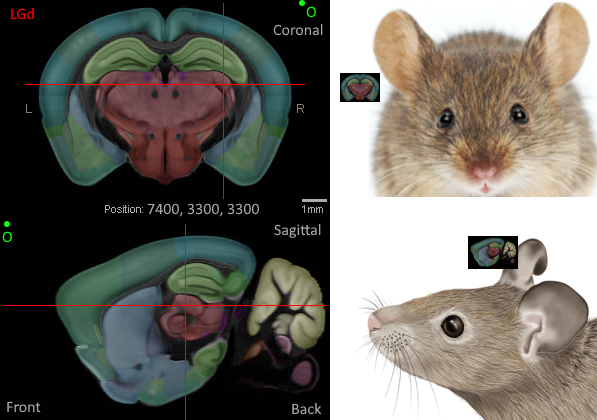 Angles of mouse brain.